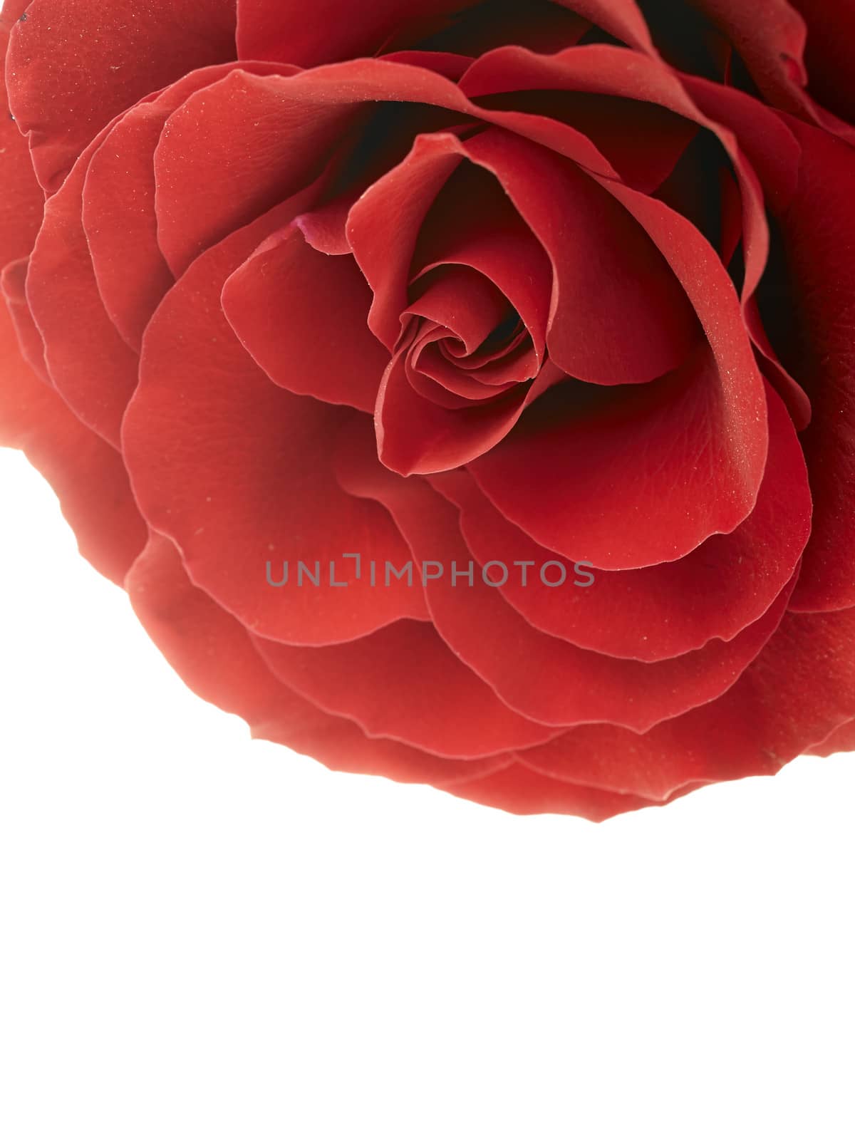 Red rose macro isolated on white