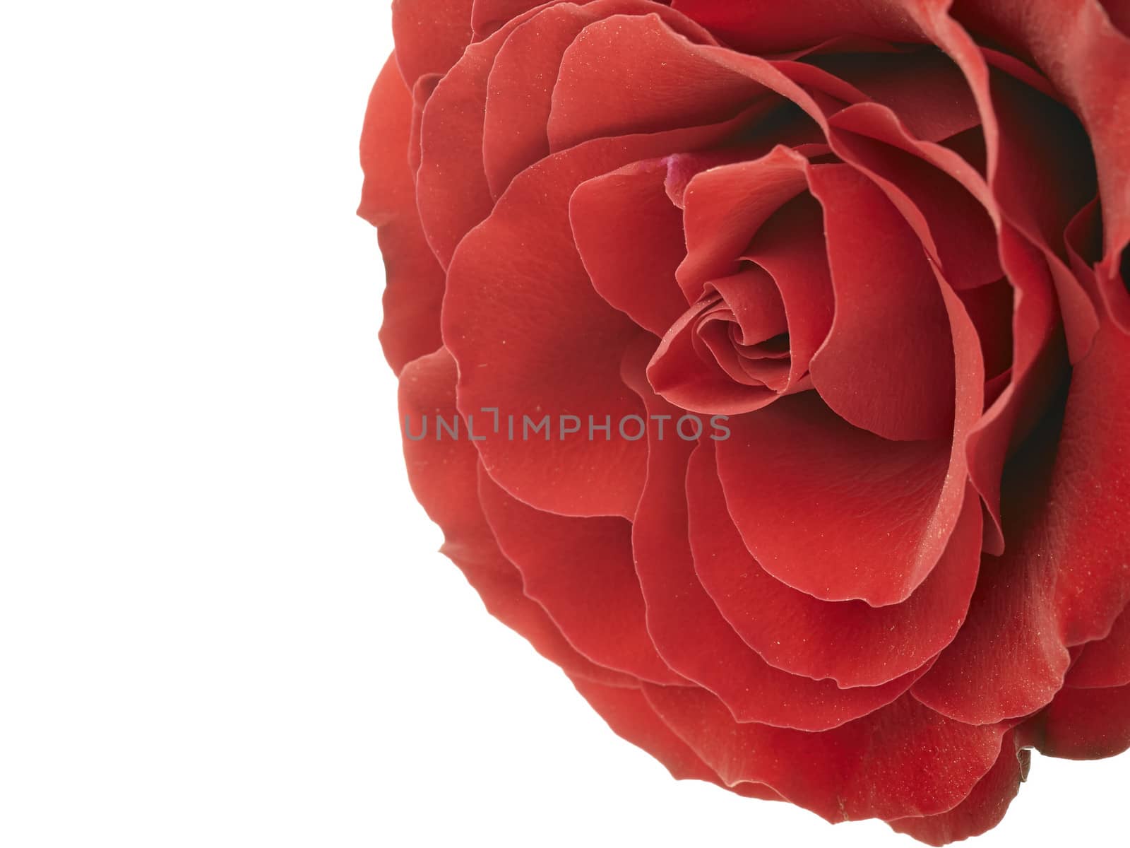 Red rose macro isolated on white      