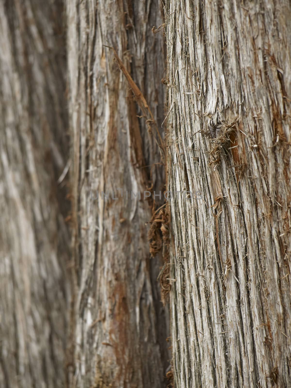 bark of tree macro in city park     