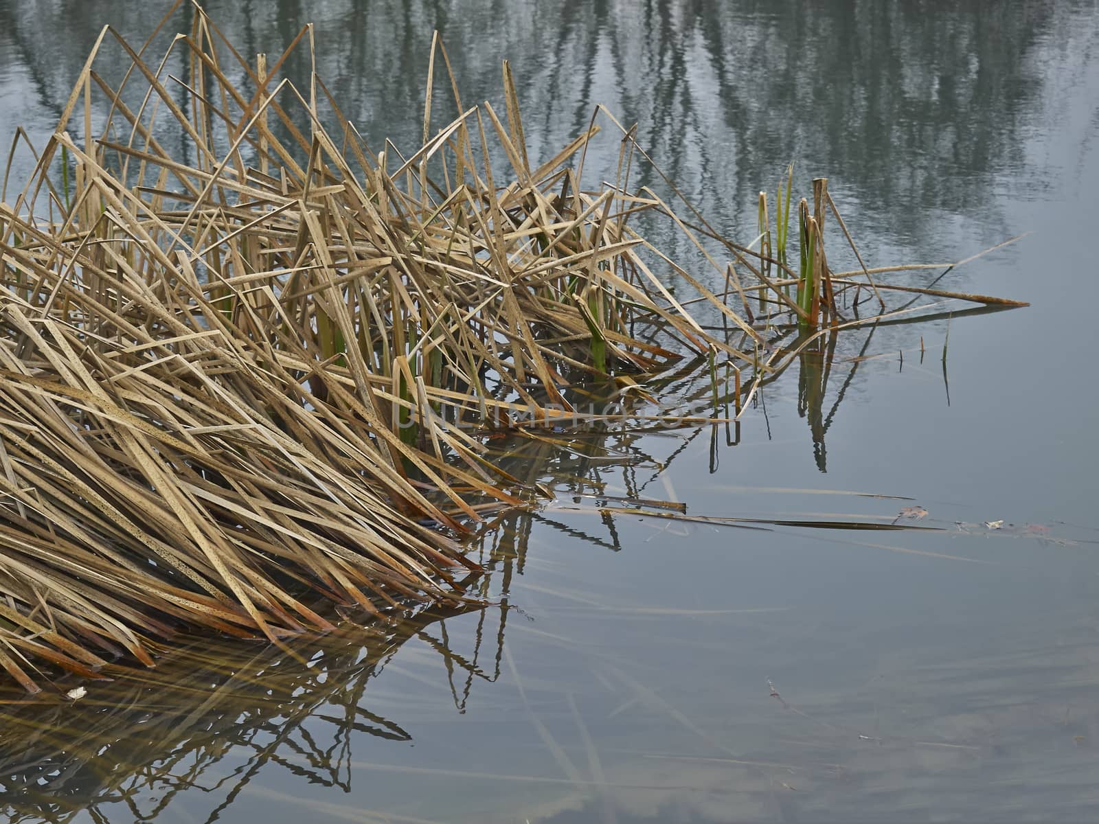 reeds in lake in the city park      