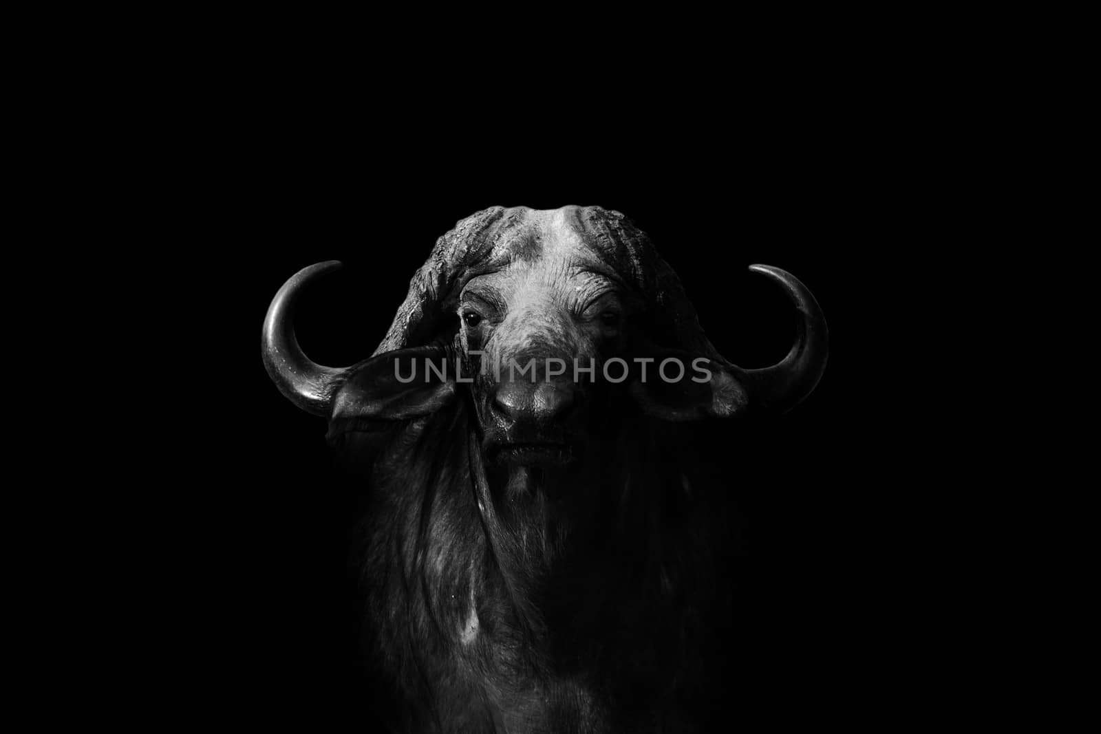 creative edit of a wild african cape buffalo in black and white