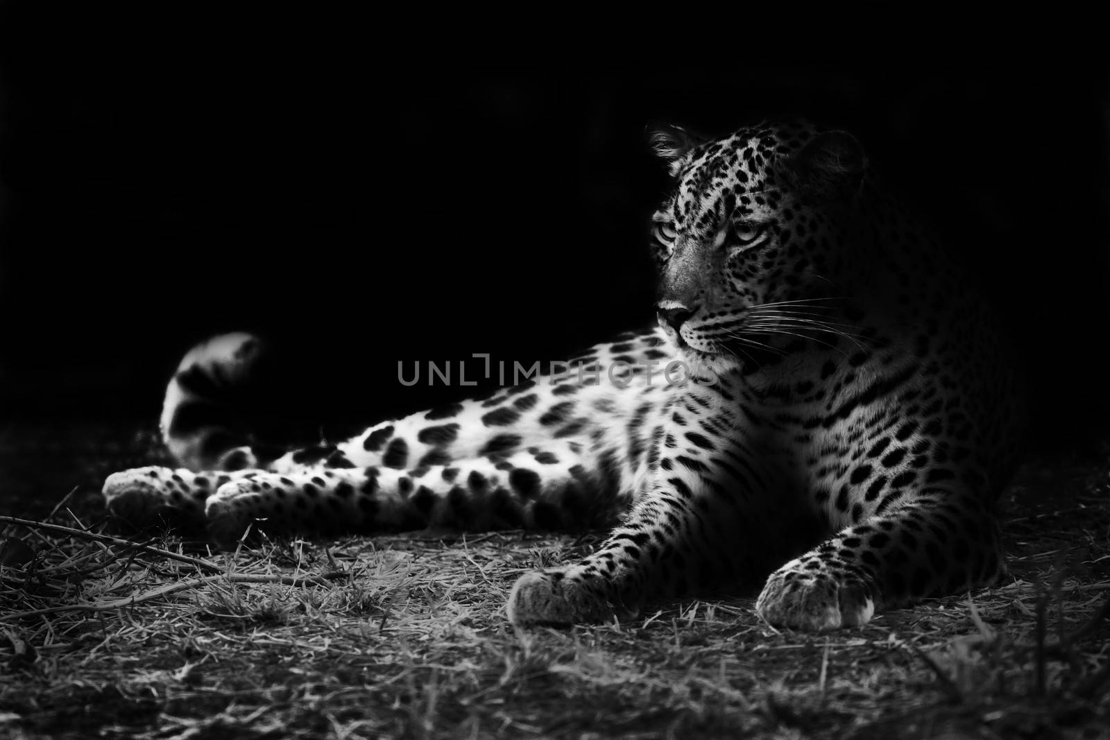 Black and white image of a leopard lying on the ground