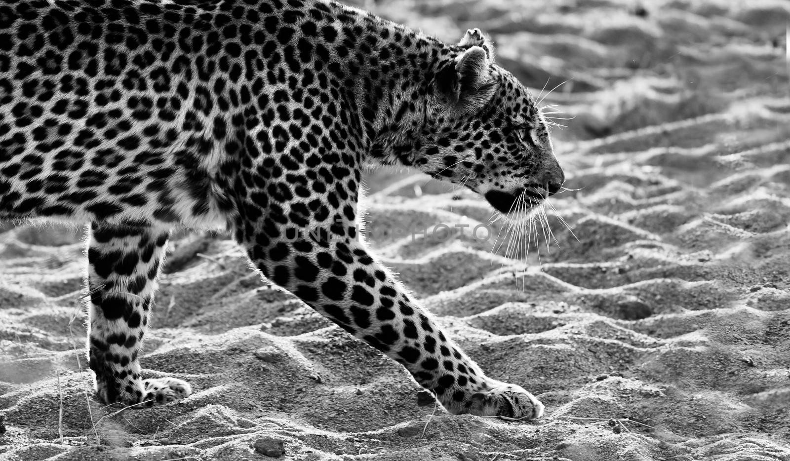 Black and white image of a leopard walking in the sand