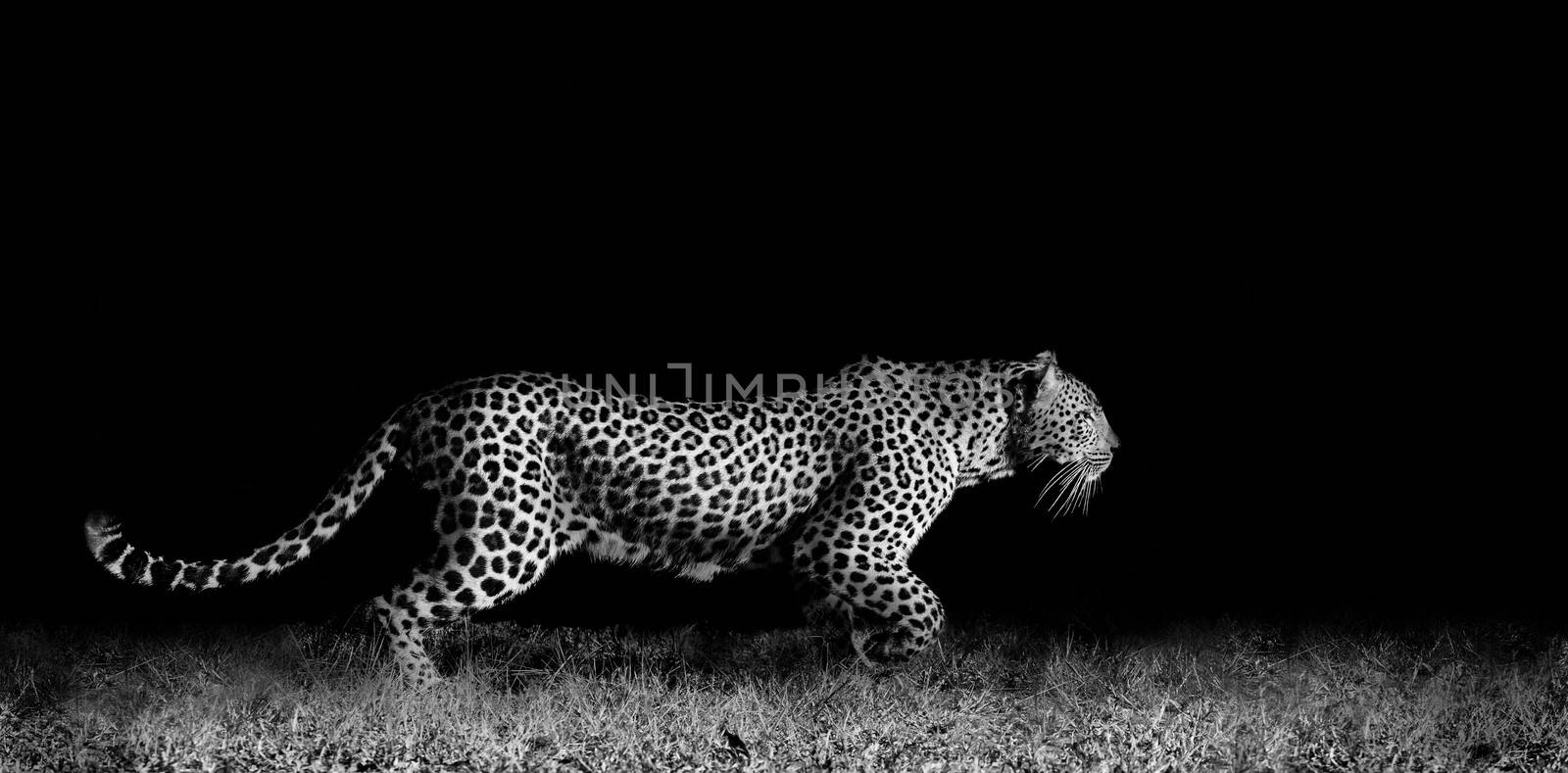 Black and white image of a wild African leopard stalking