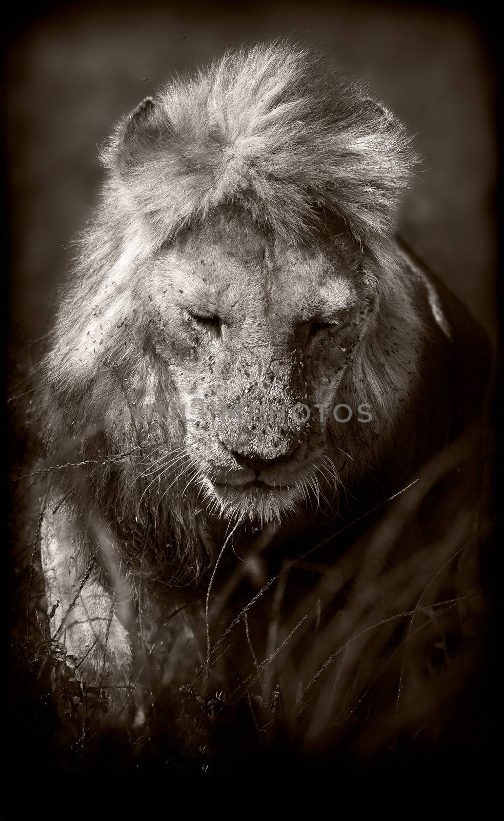 Sepia monochrome image of a wild African Lion
