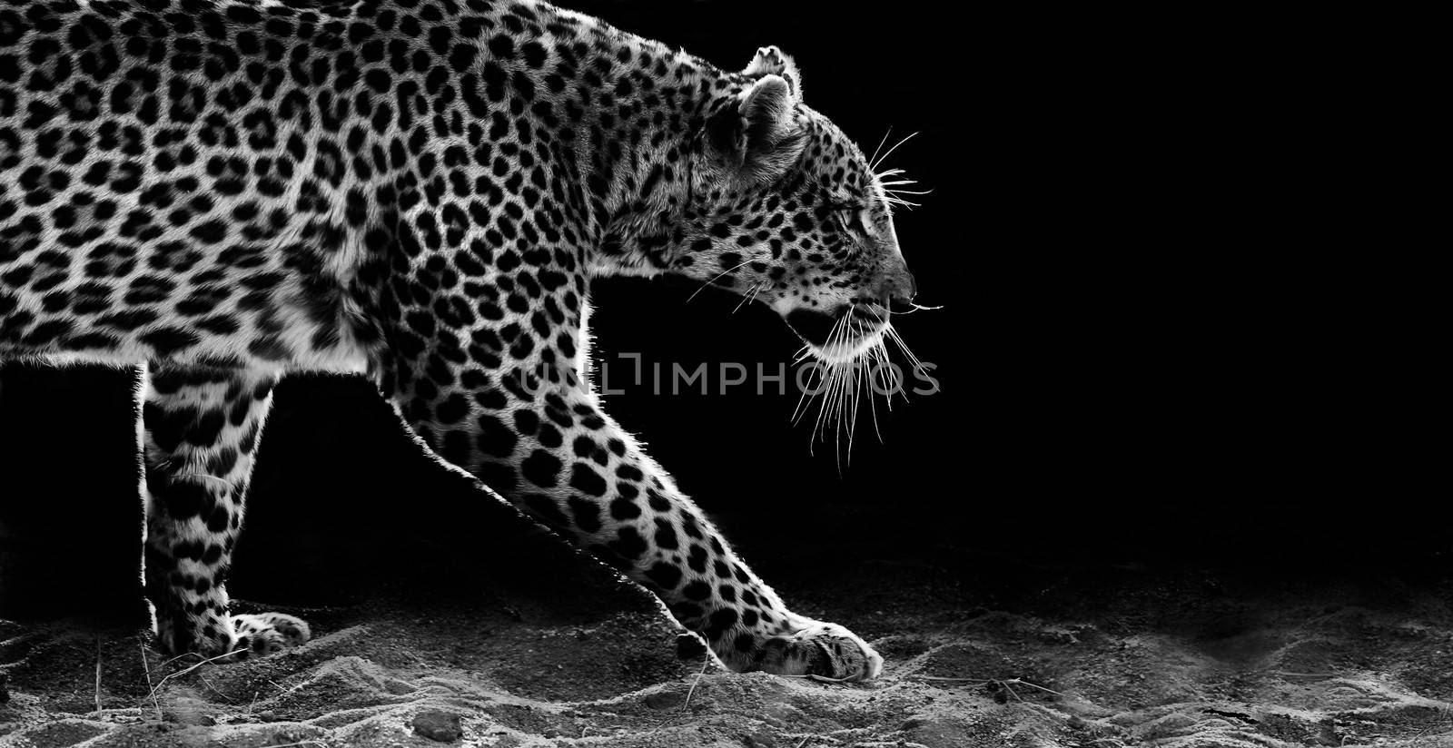 Black and white image of a leopard walking in the sand