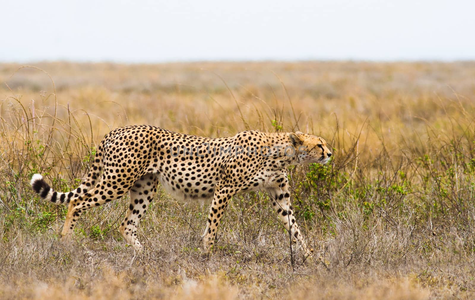 African cheetah walking in the wild