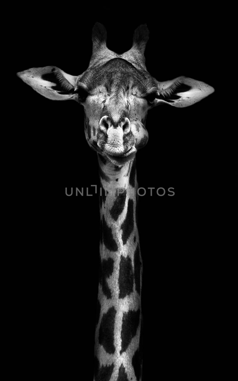 Creative black and whitw image of a thornycroft giraffe