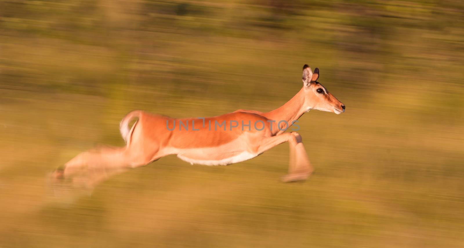 Motion blur image of an impala running very fast