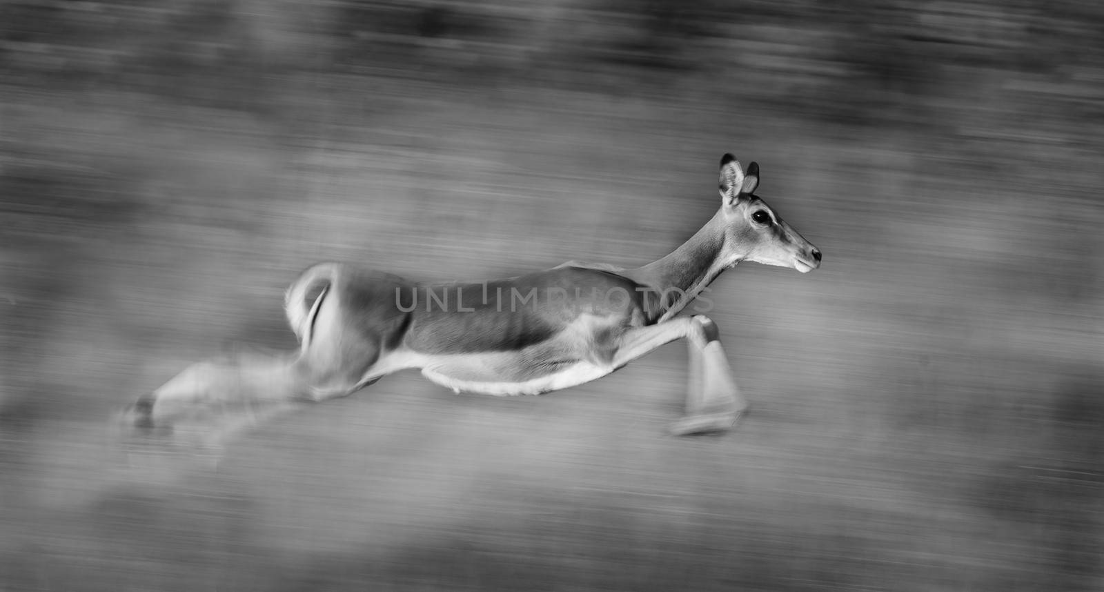 Motion blur image of an impala running very fast