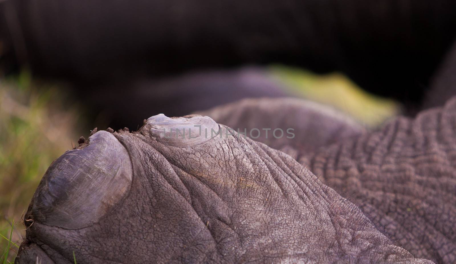 Close up of an elephant foot