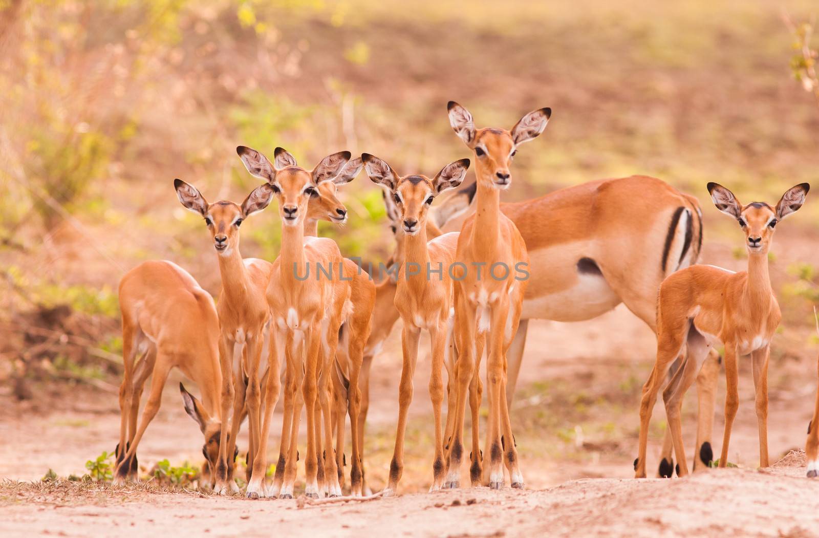Herd od newborn baby impala with mother in the background