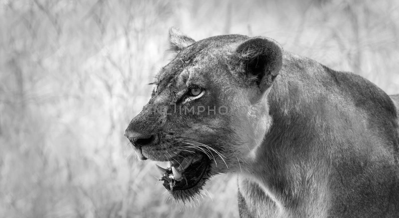 Black and white image of an African lion