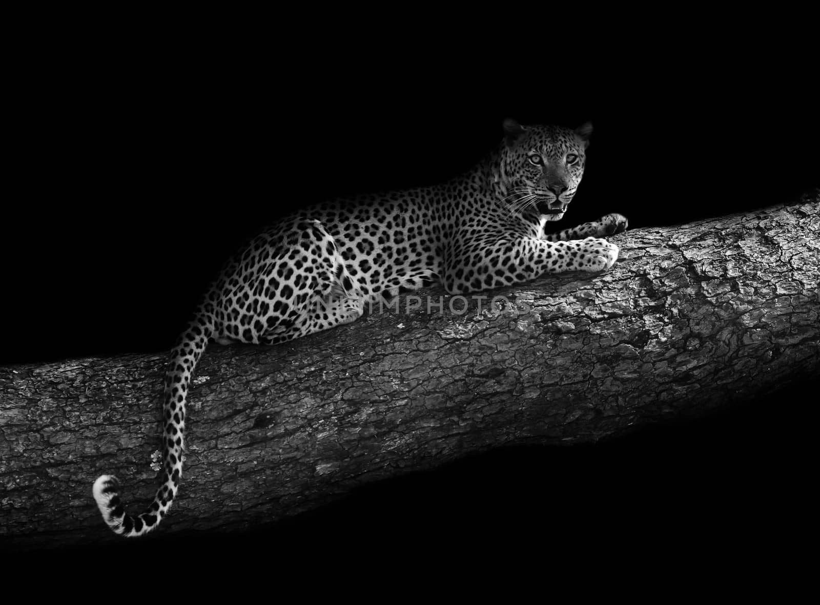 Leopard in a tree (artistic edit) by donvanstaden
