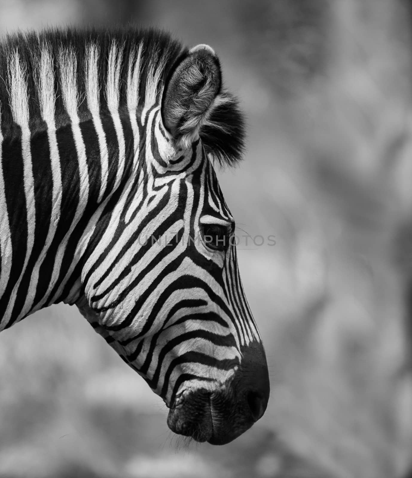 Zebra Head by donvanstaden