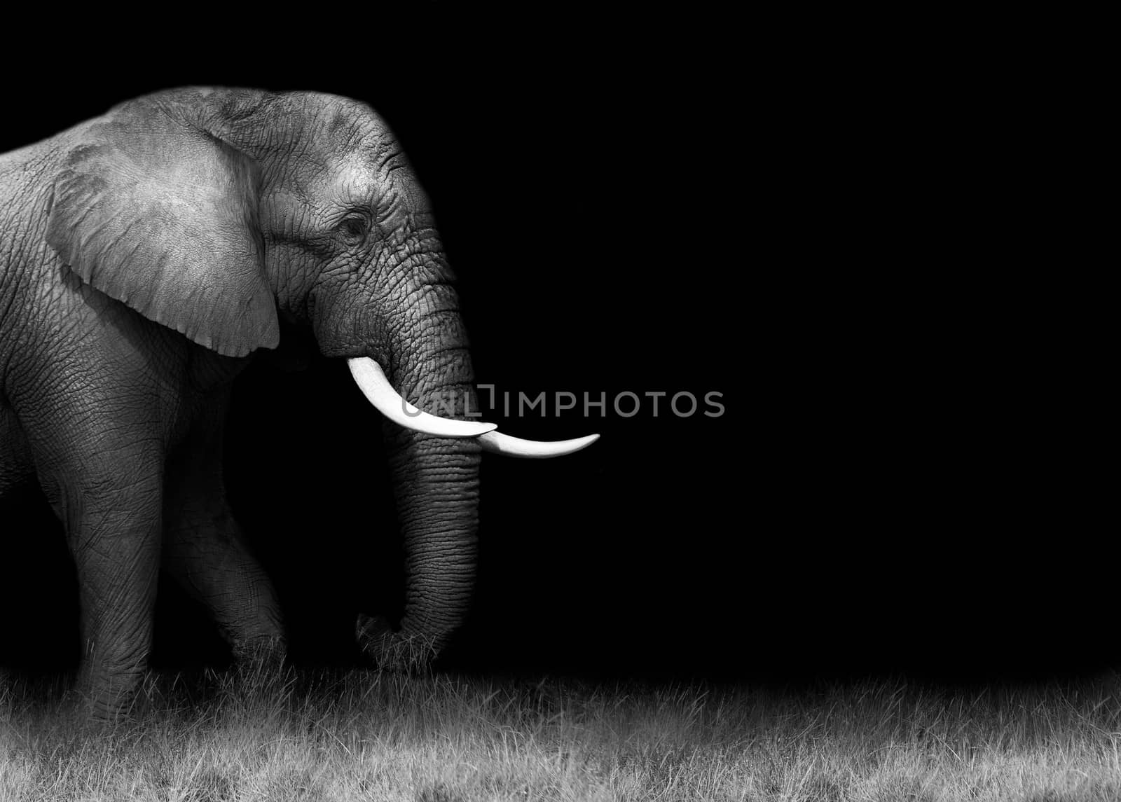 Wild African elephant in monochrome with copy space