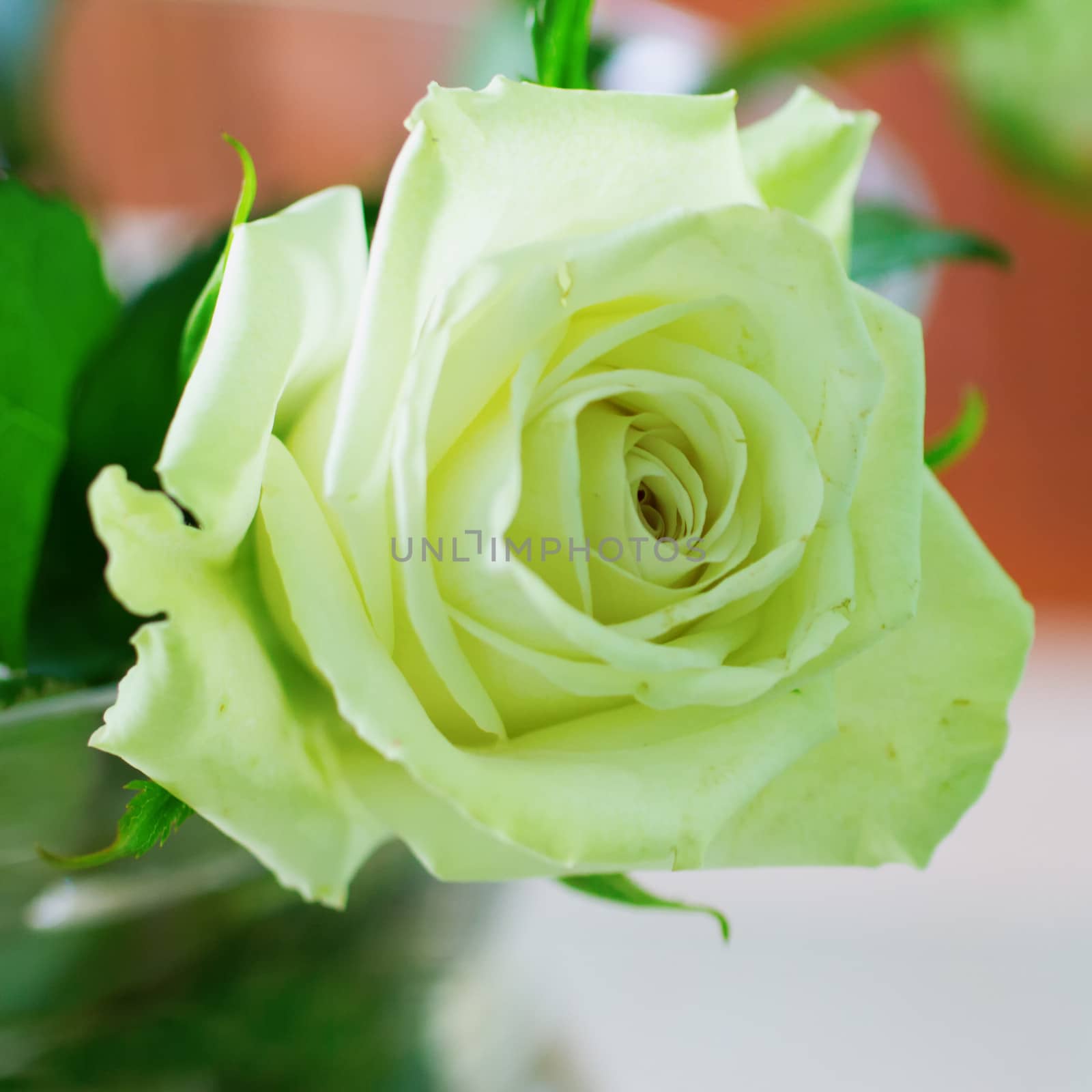 White rose in a vase over lite background
