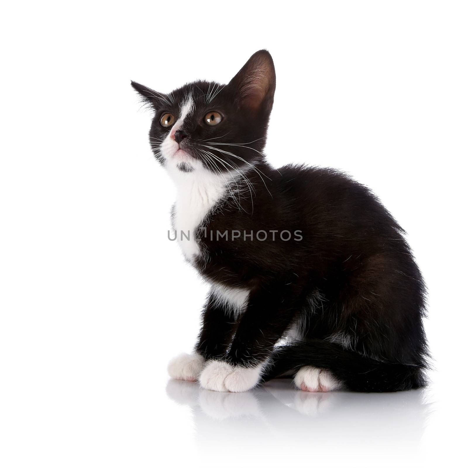Scared Black and white kitten sits on a white background. by Azaliya