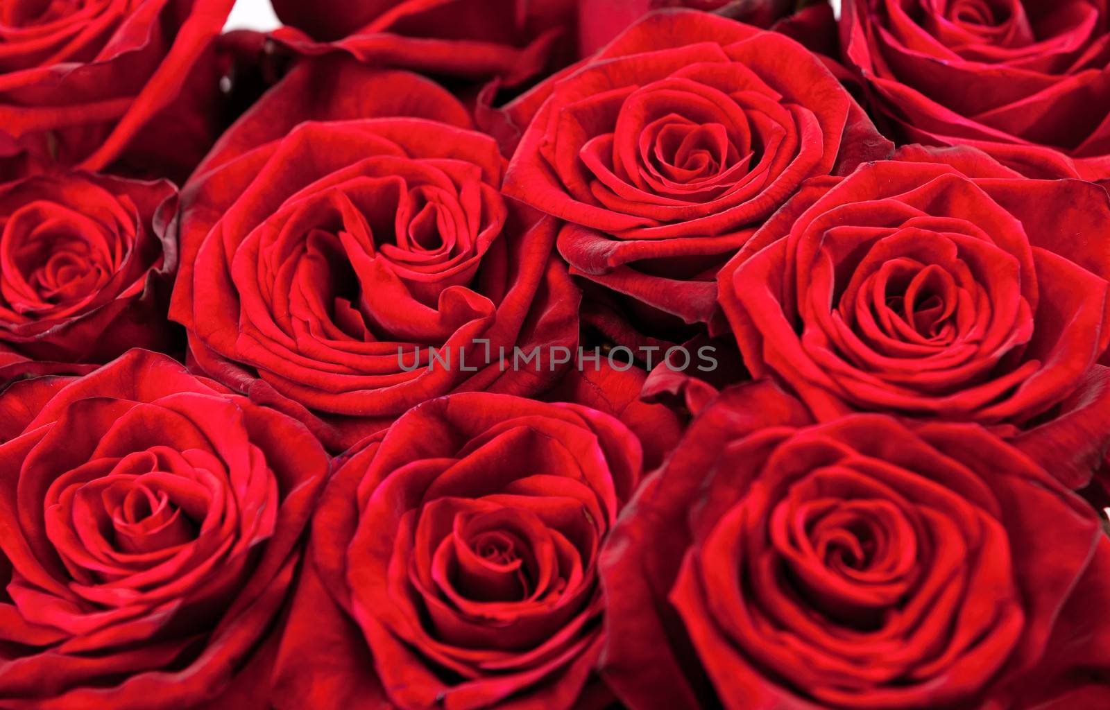 Background of red roses by photobac