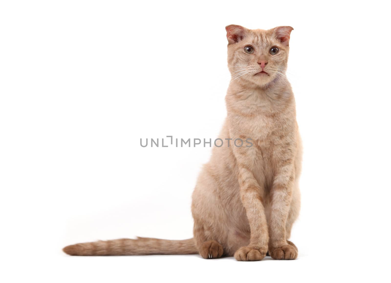 Short-haired cat over white background in studio