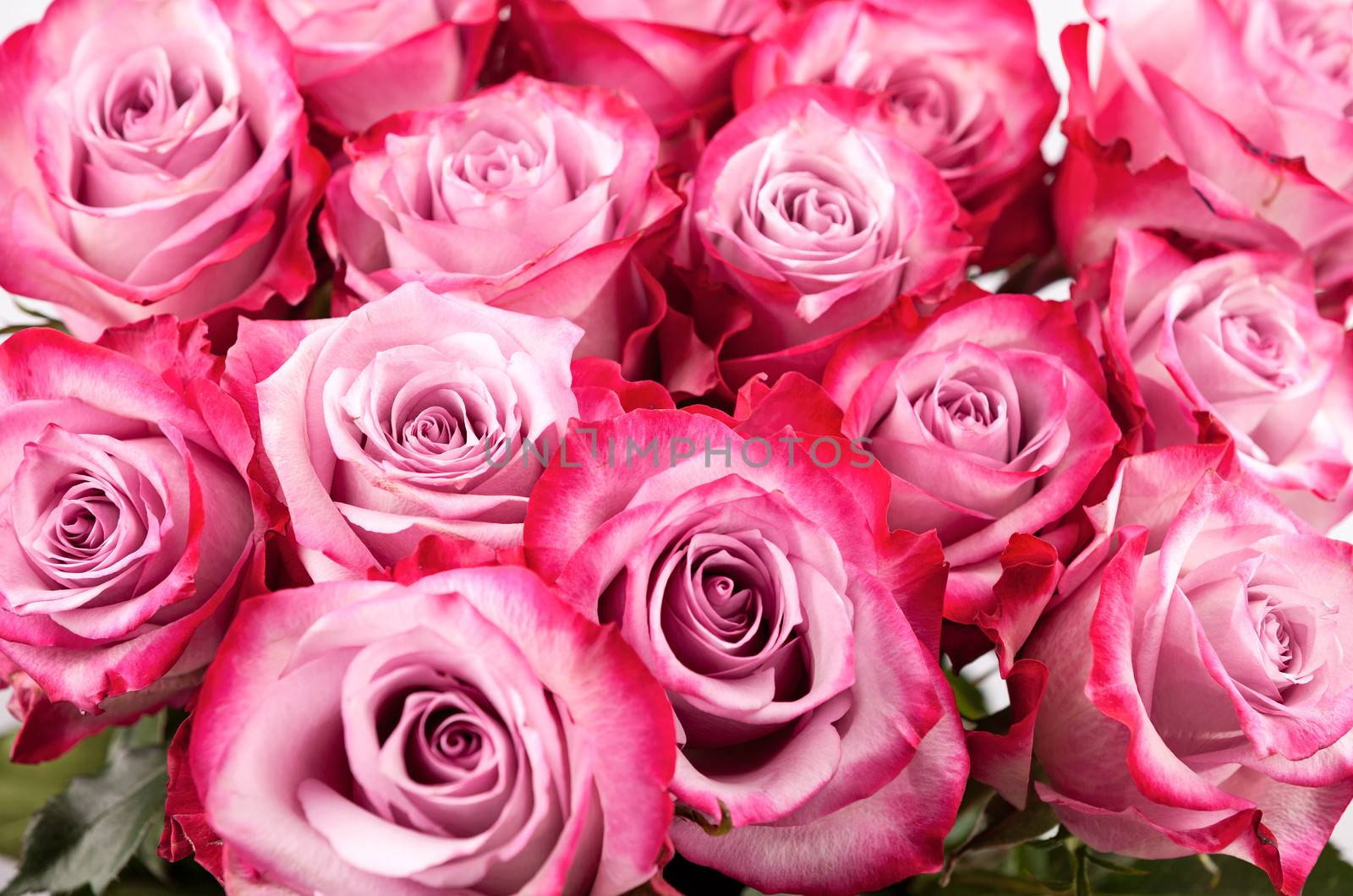Closeup view of bunch of a pink roses