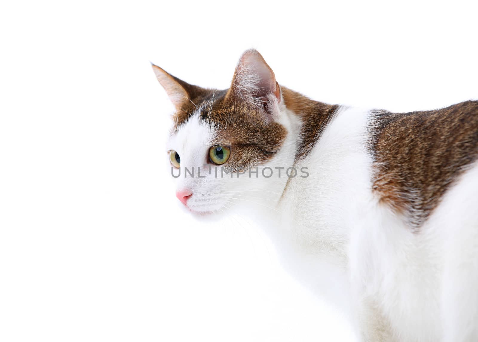Portrait of cat isolated over white background