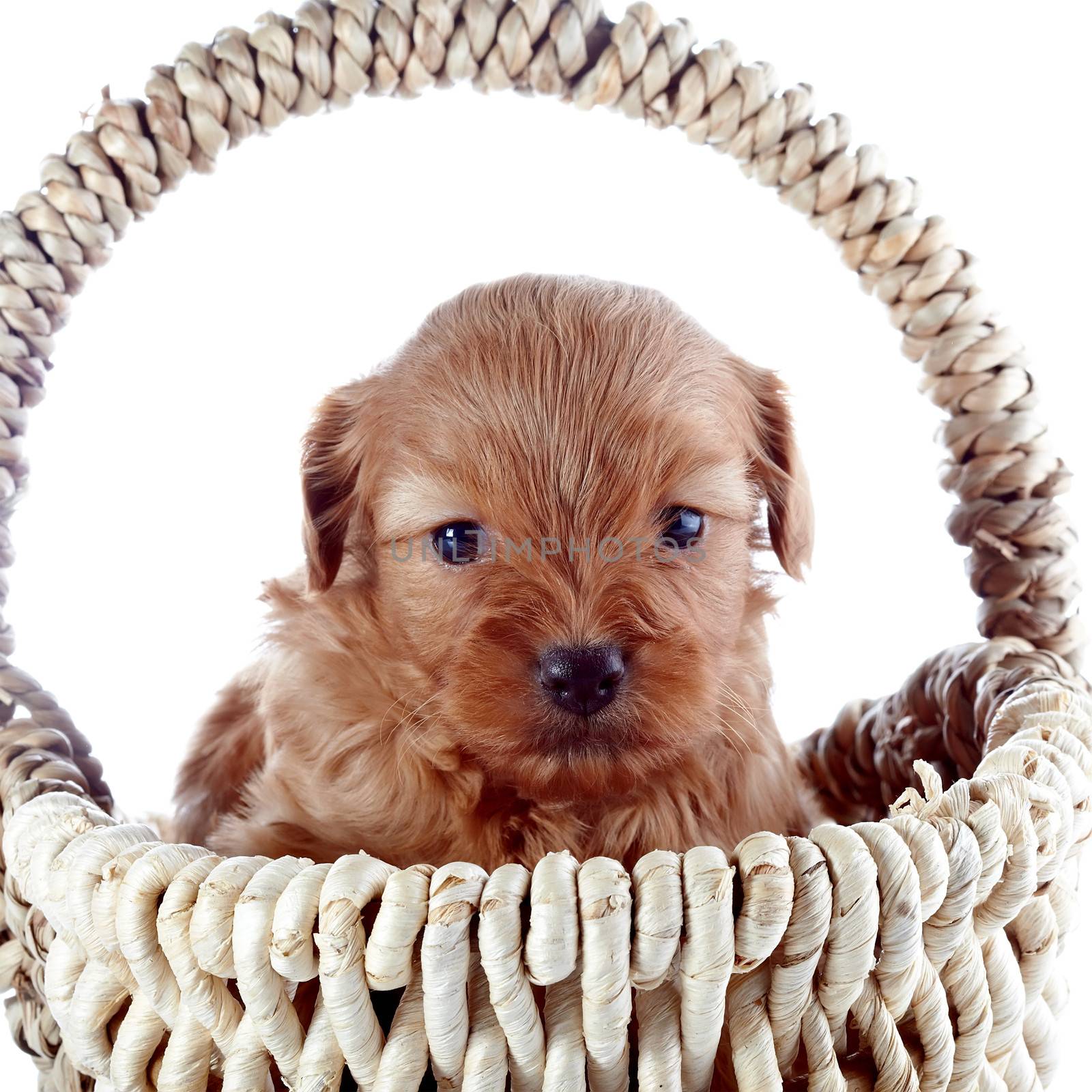 Portrait of a puppy in a wattled basket. Puppy in a wattled basket. Puppy of a decorative doggie. Decorative dog. Puppy of the Petersburg orchid on a white background