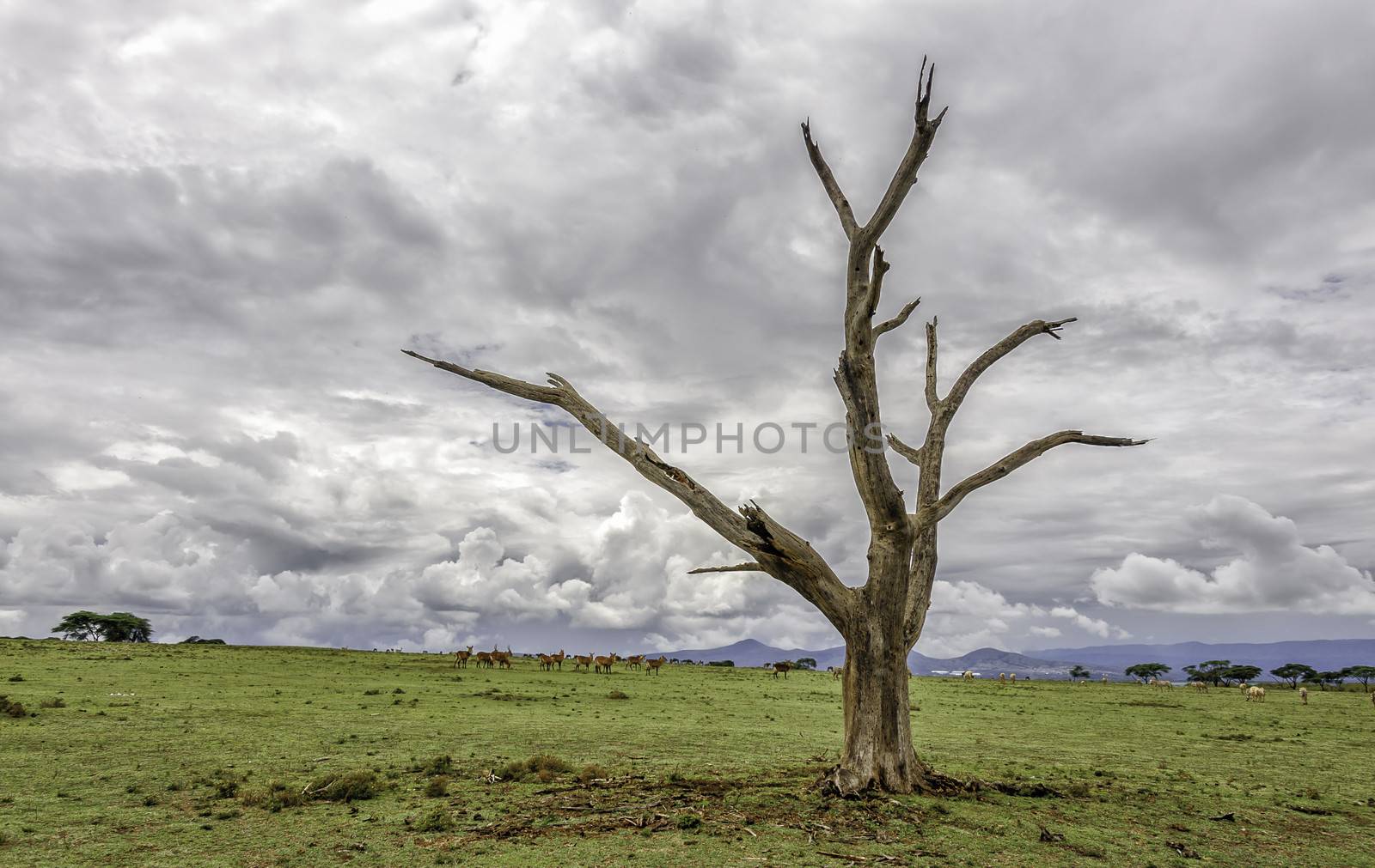 the death tree in Crescent island of Naivasha lake, Kenya.