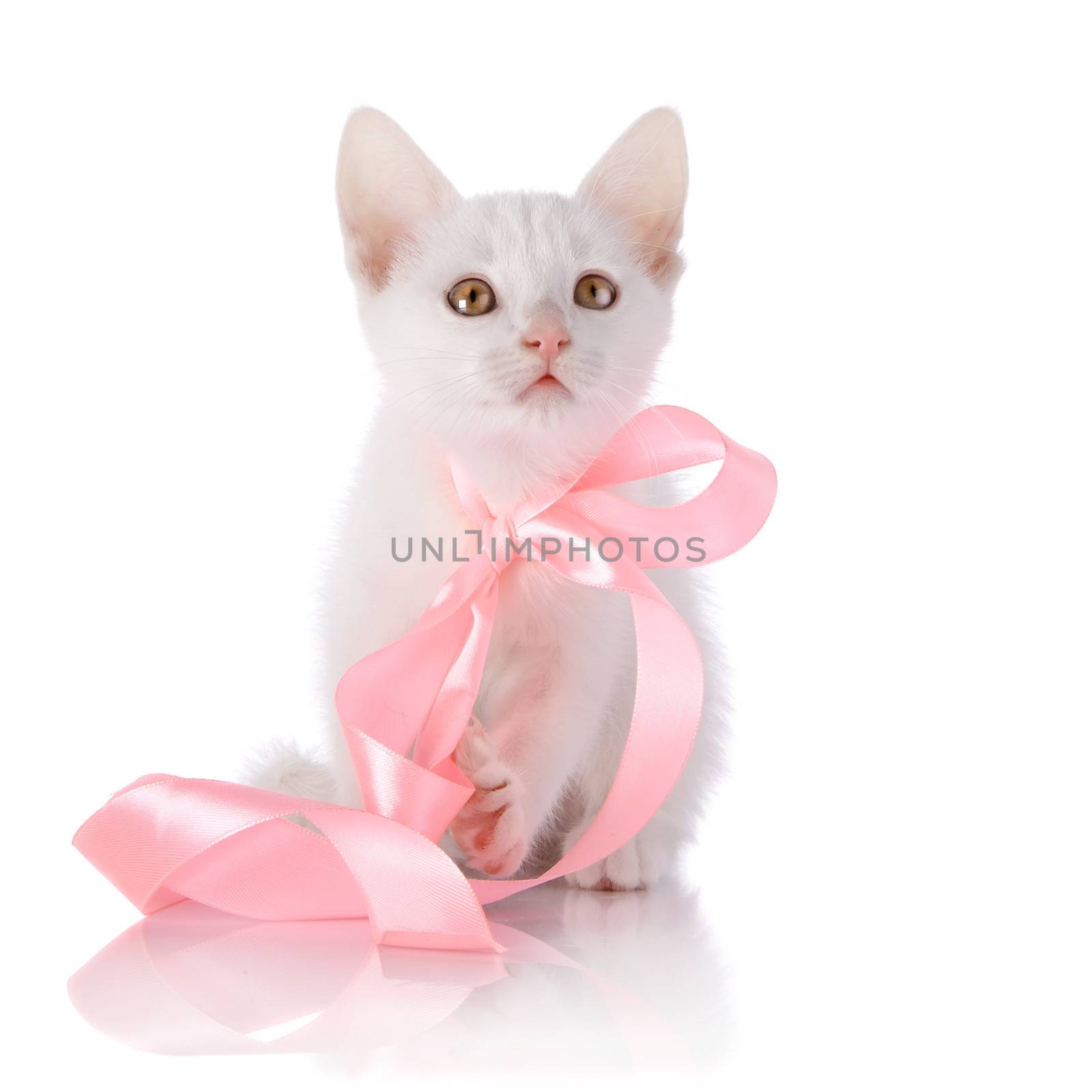 White kitten with a pink tape on a white background. by Azaliya