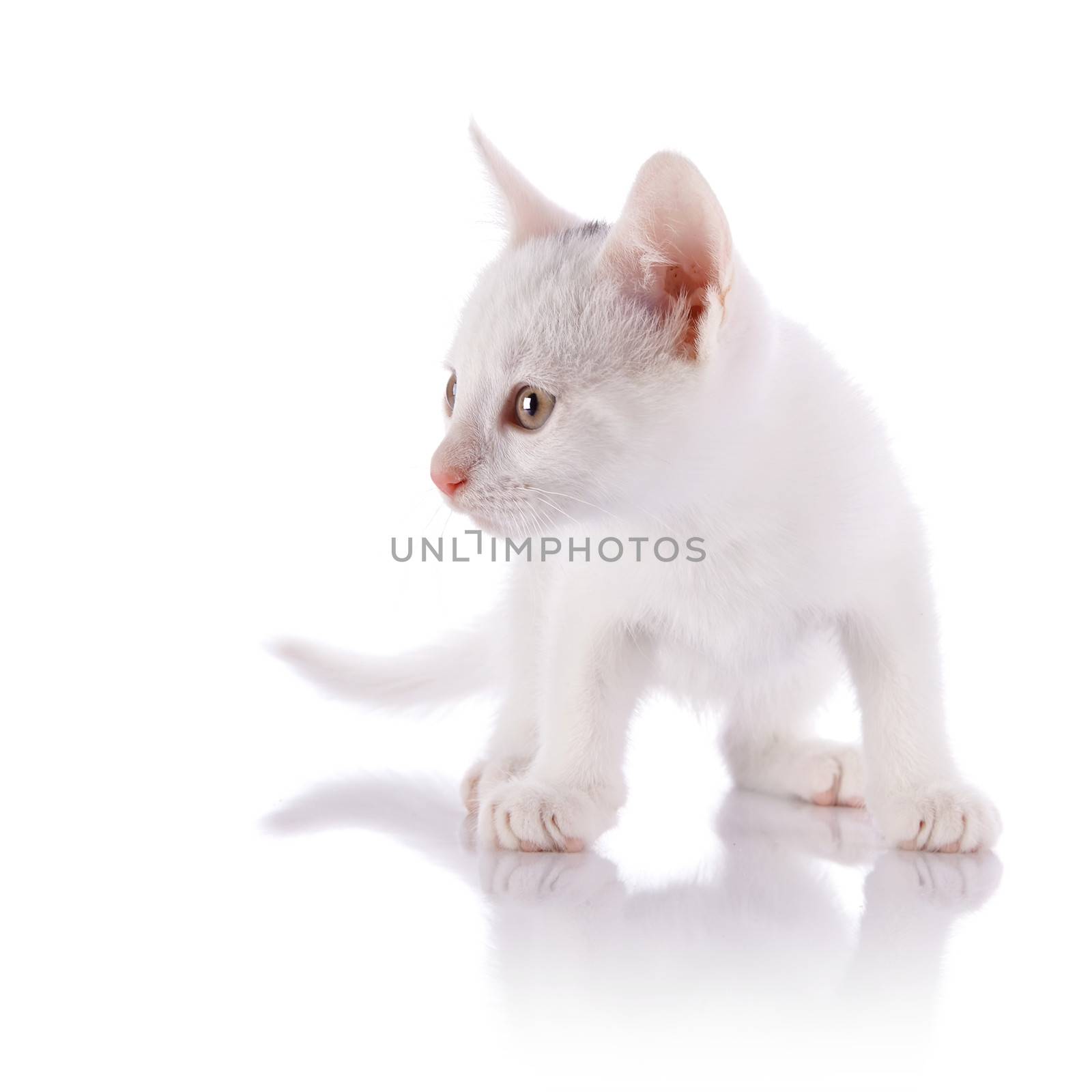 Kitten on a white background. Small predator. Small cat.