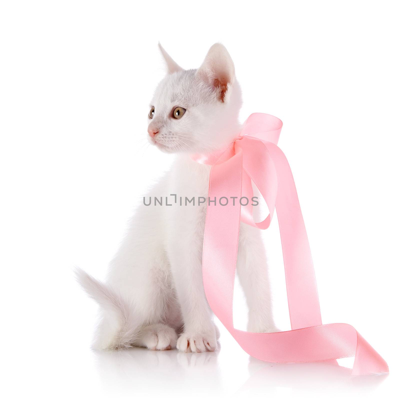 White small kitten with a pink tape by Azaliya