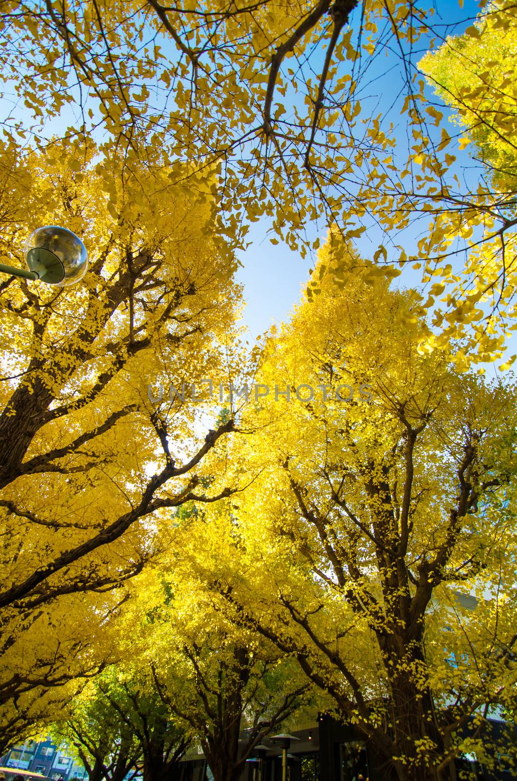 Ginkgo trees in garden, Tokyo, Japan by siraanamwong