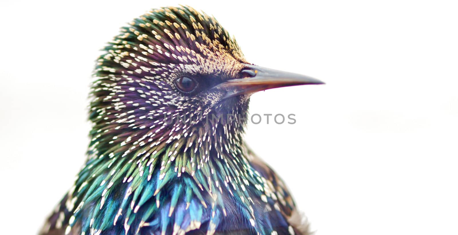 Close up of a Starling head isolated on white background