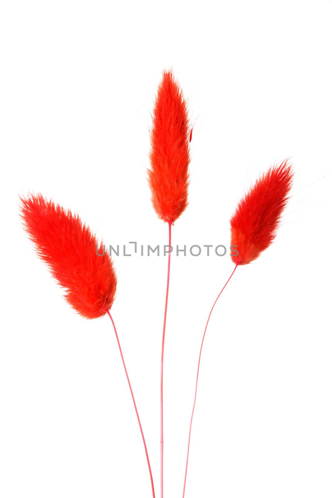 Red flower decoration used in bouquets. by BDS
