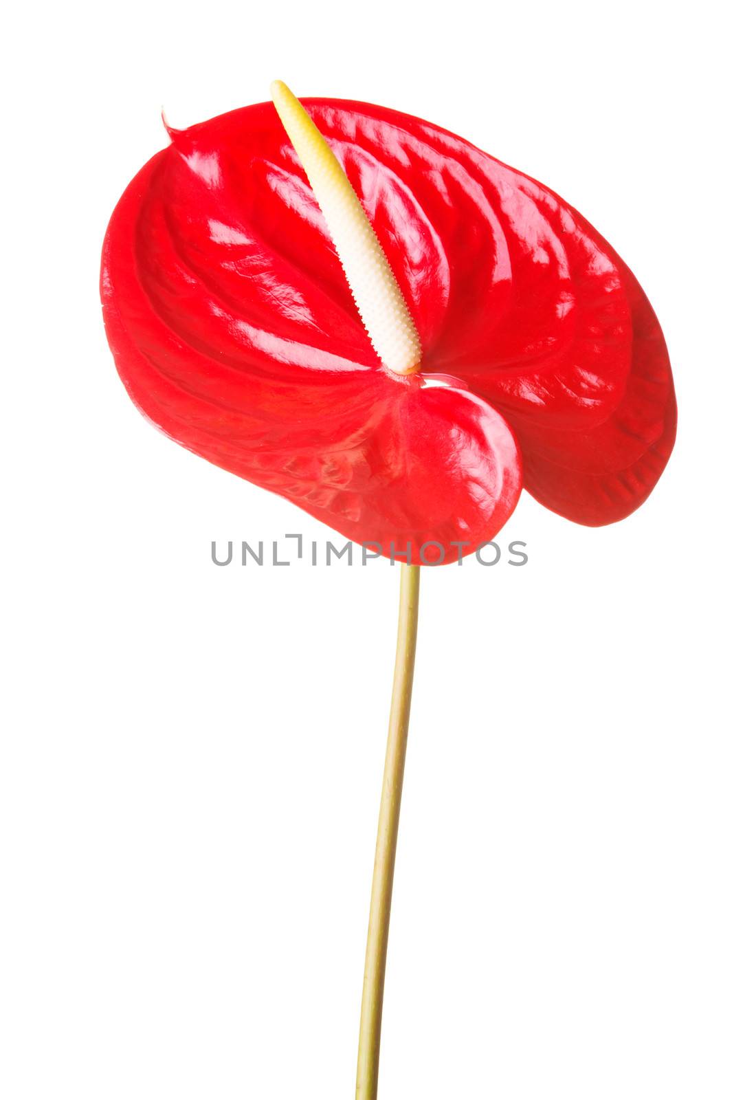 Red fresh flower. Isolated on white.