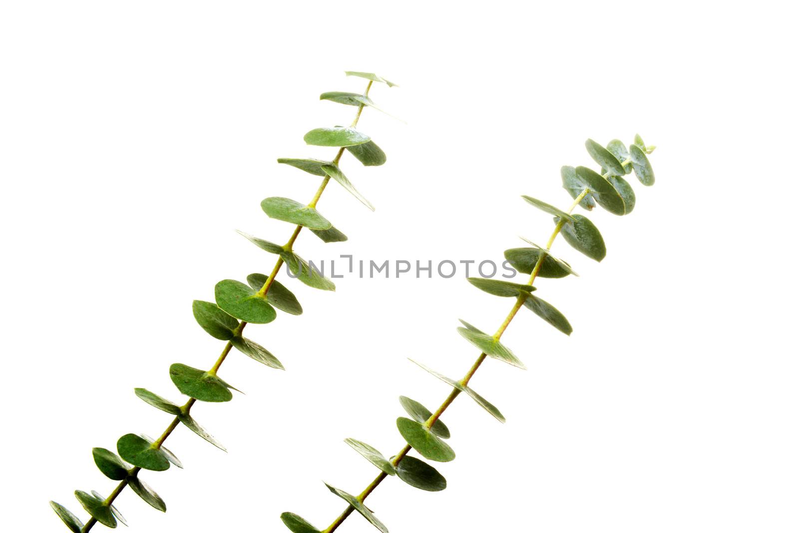 One green fresh plant. Isolated on white.