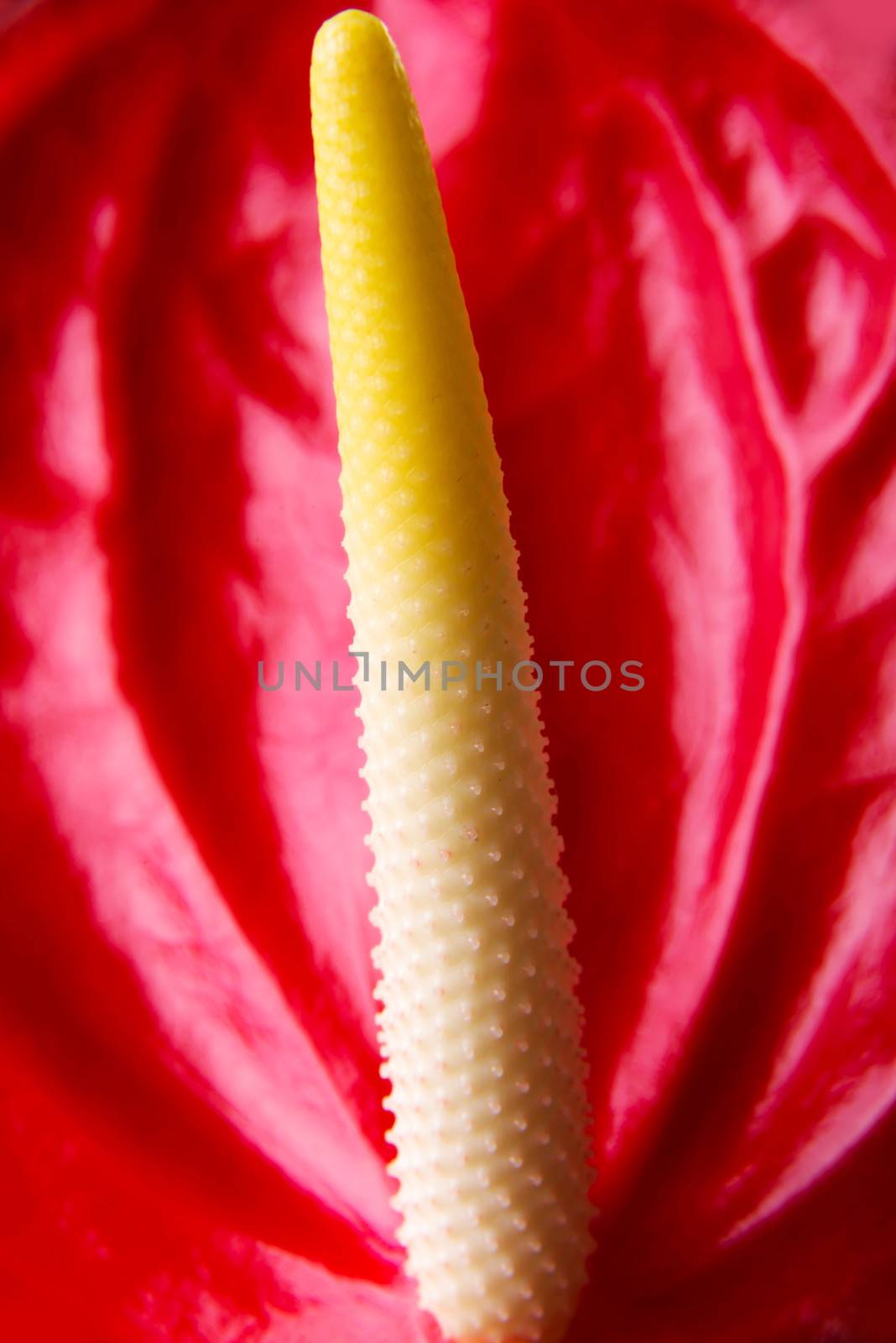 Close up on red fresh flower with petals.