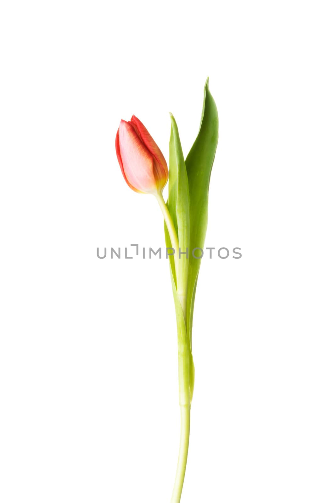 One separated tulip flower. Isolated on white.