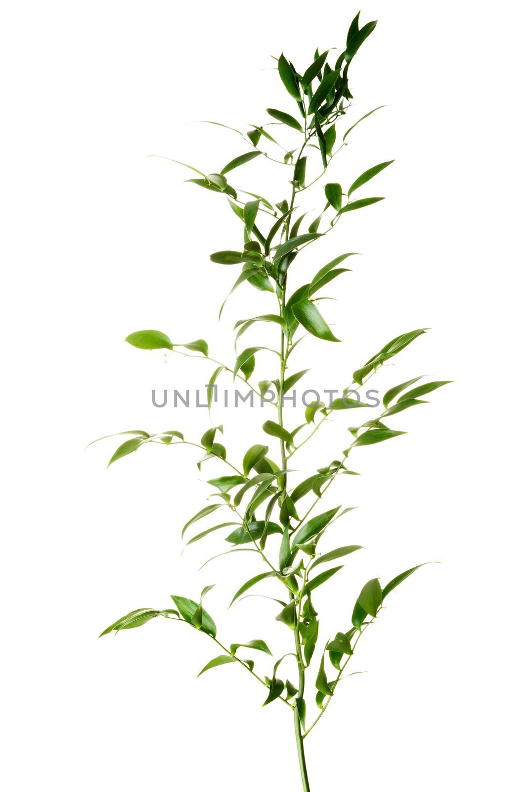 One green fresh plant. Isolated on white.