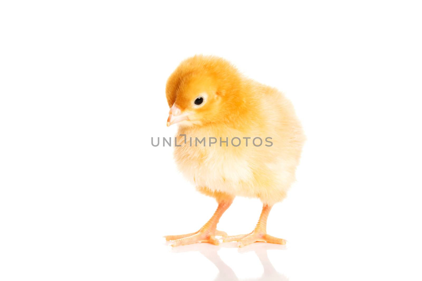 Small yellow Easter chick. Isolated on white.