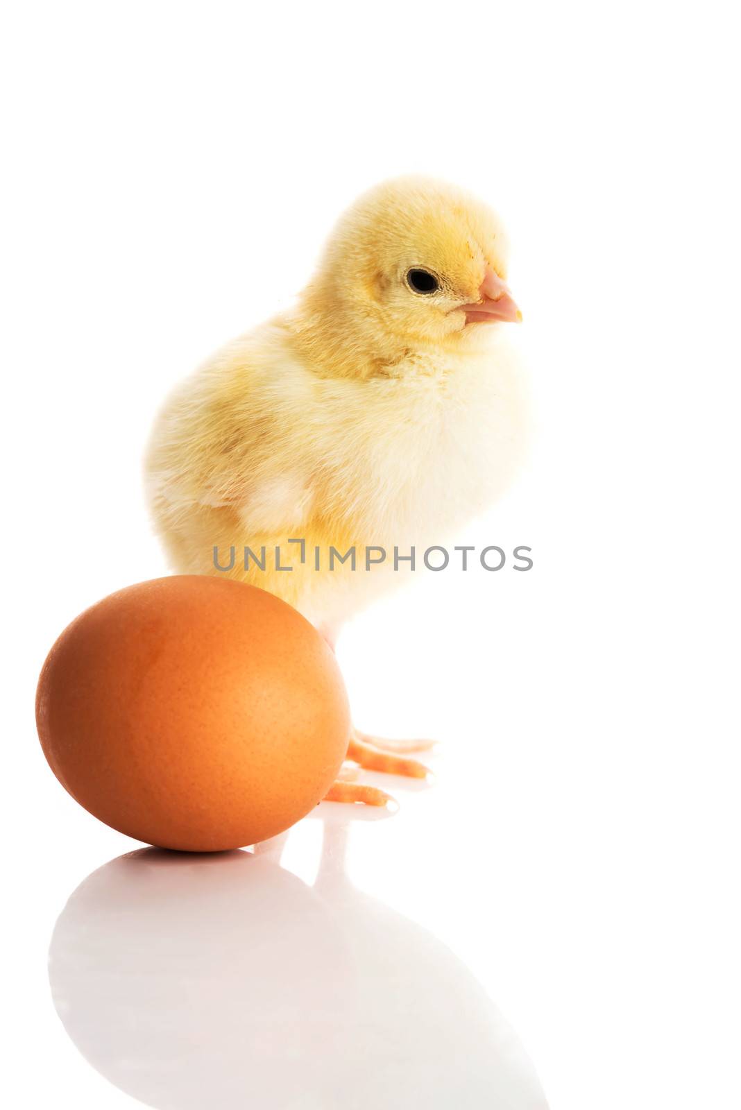 Small yellow chick with egg. Isolated on white.