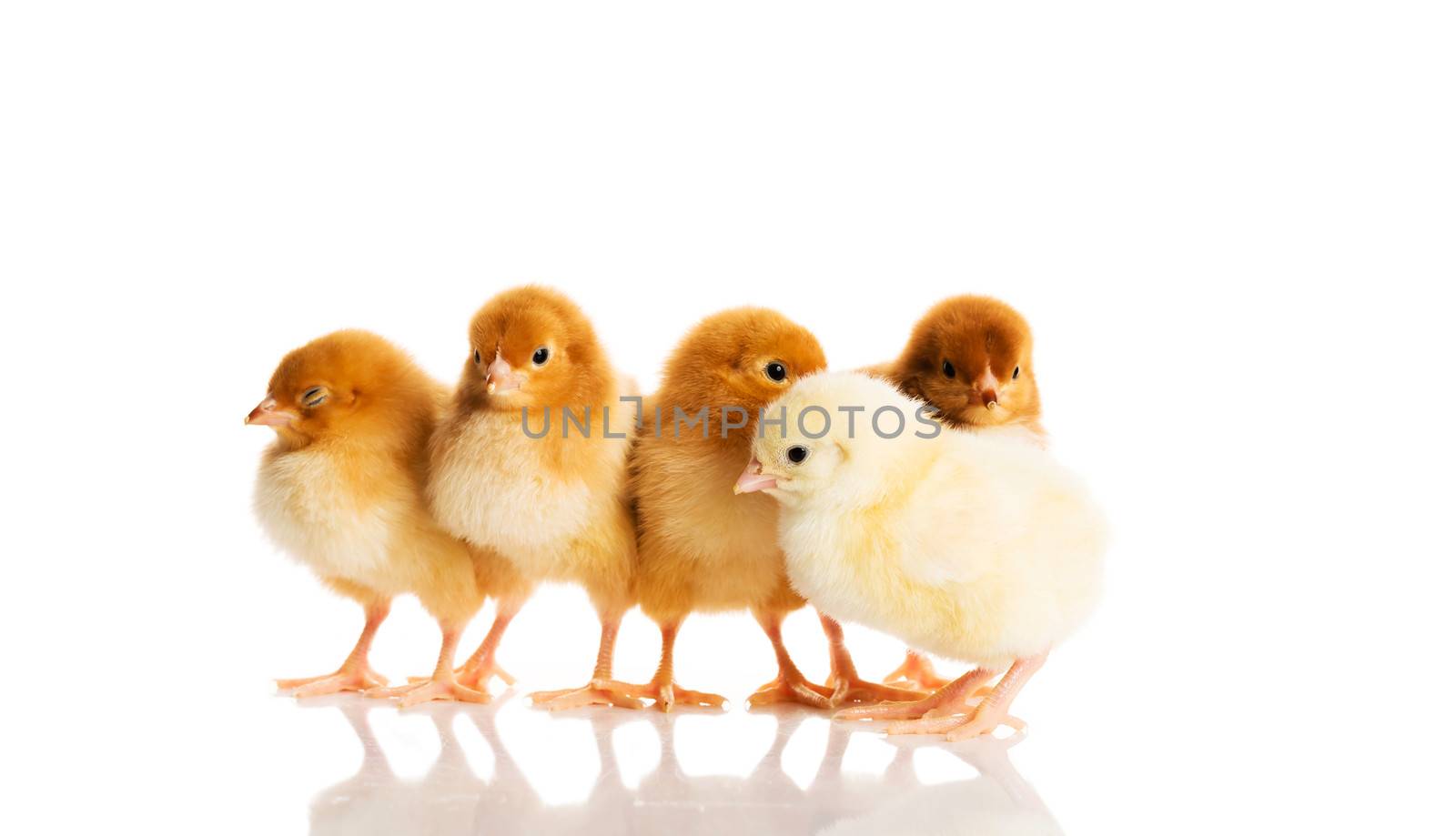 Group of small chicks. Isolated on white.