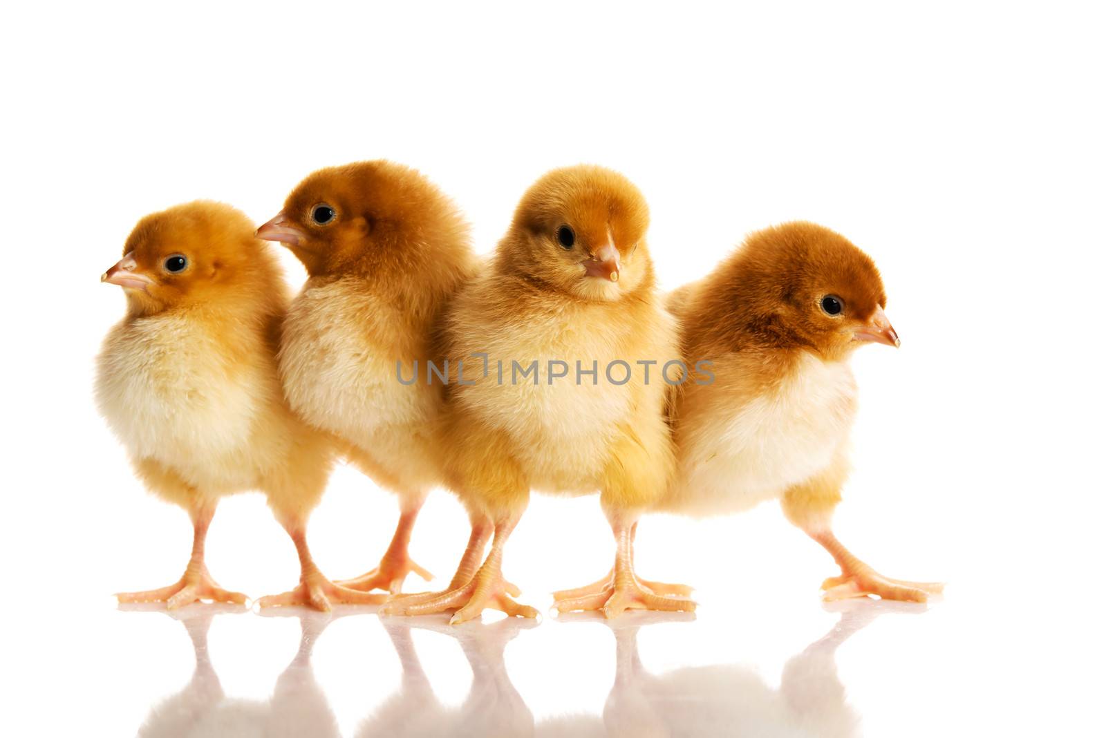 Group of small chicks. by BDS