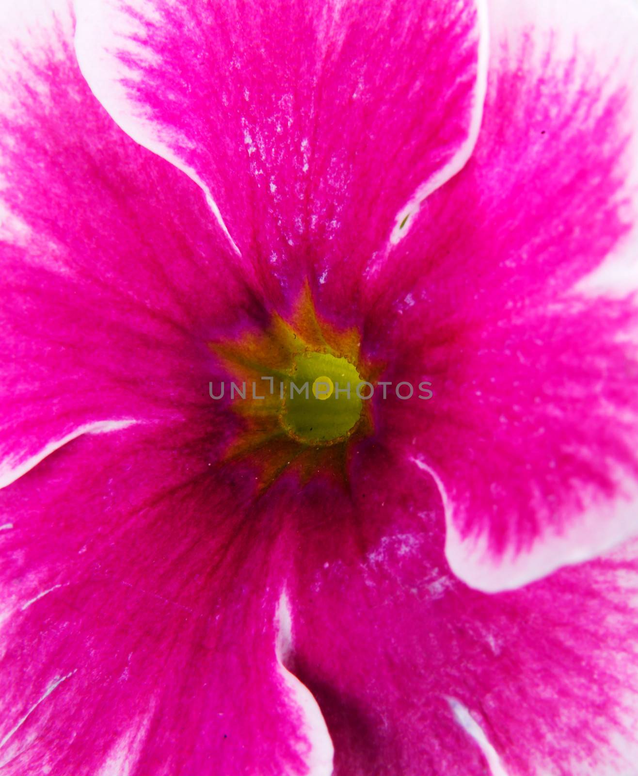 Close up on pink fresh flower. Over white background.
