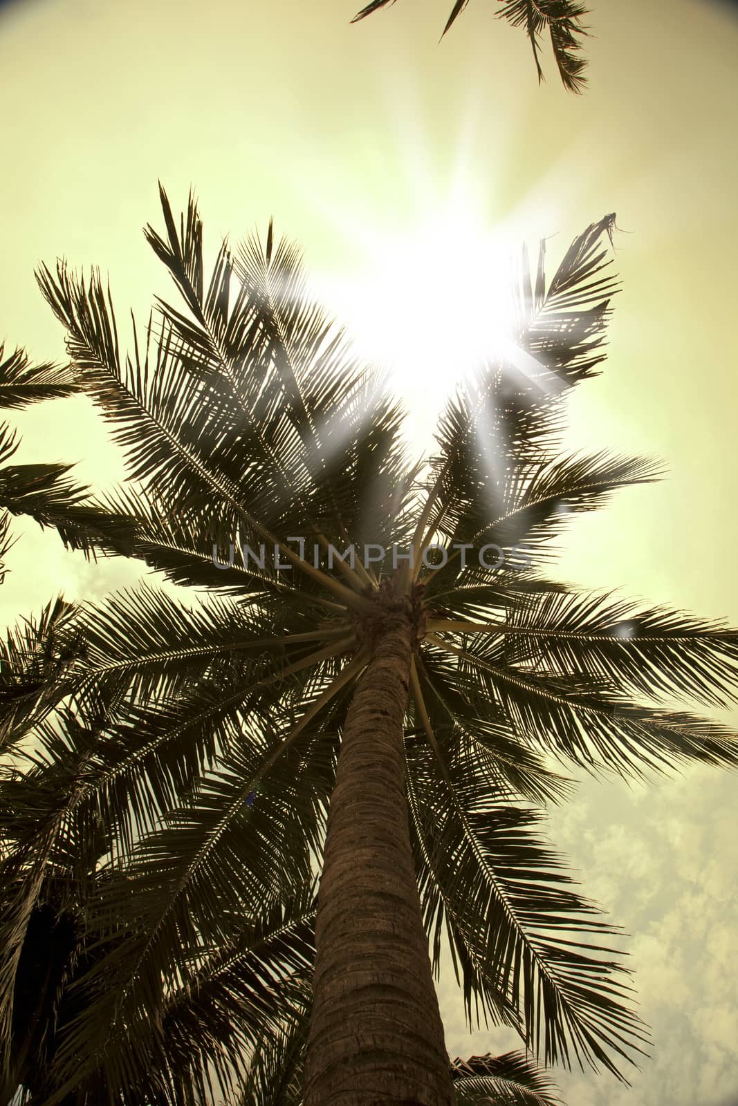 Sun rays through palm trees