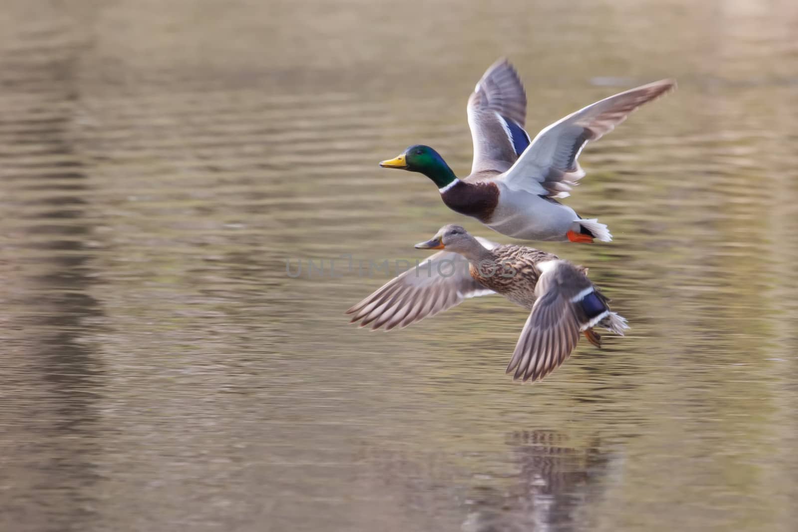 Male and Female Mallards in flight above lake in soft focus