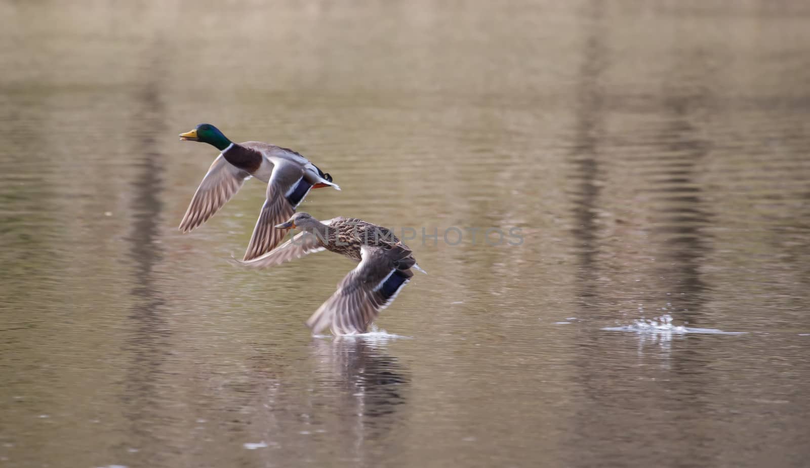 Male and Female Mallards in flight above lake in soft focus