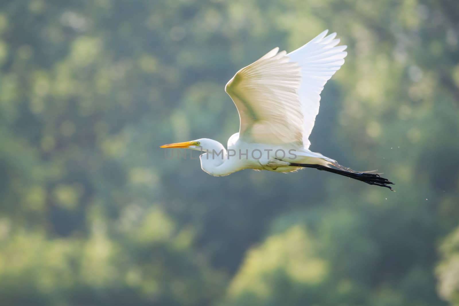 Great White Egret Flying to a new fishing location in soft focus