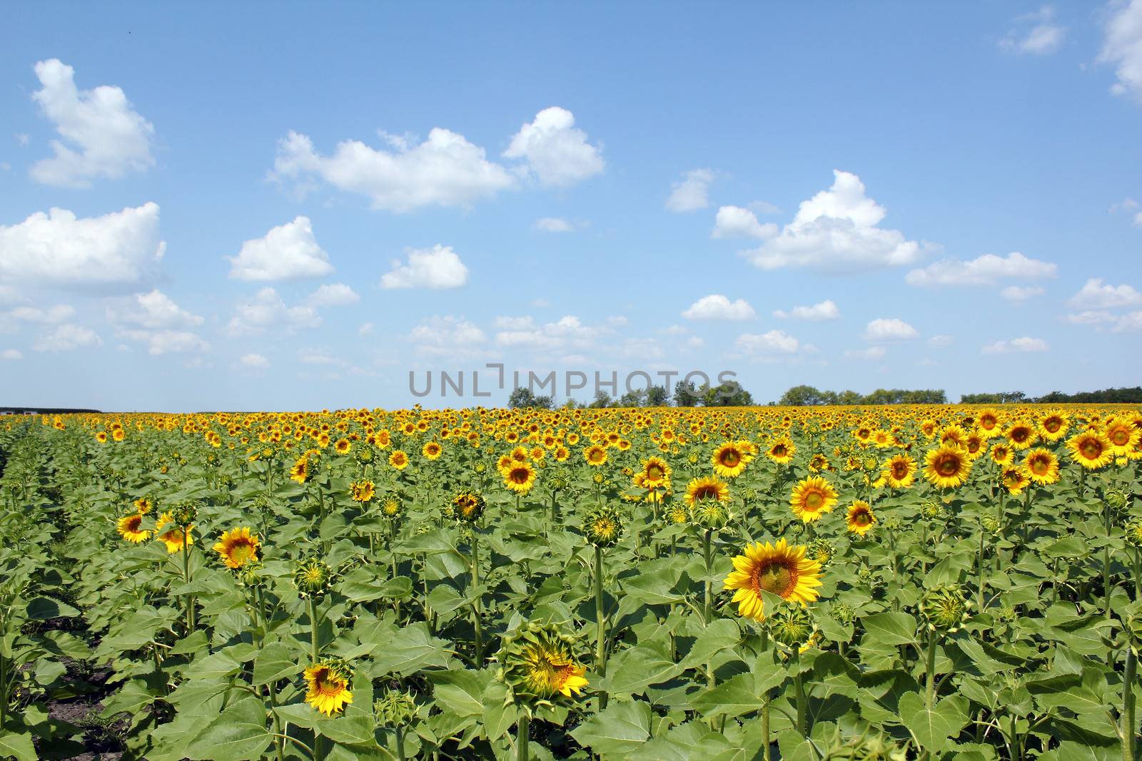 sunflower field and blue sky