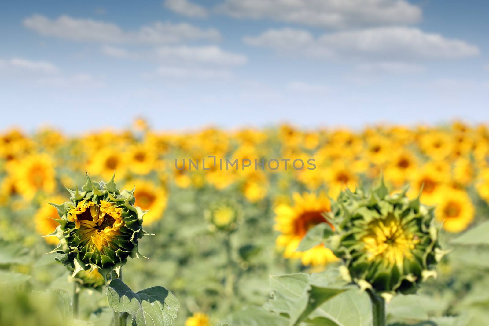 bright sunflower field summer season by goce